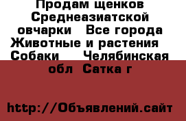 Продам щенков Среднеазиатской овчарки - Все города Животные и растения » Собаки   . Челябинская обл.,Сатка г.